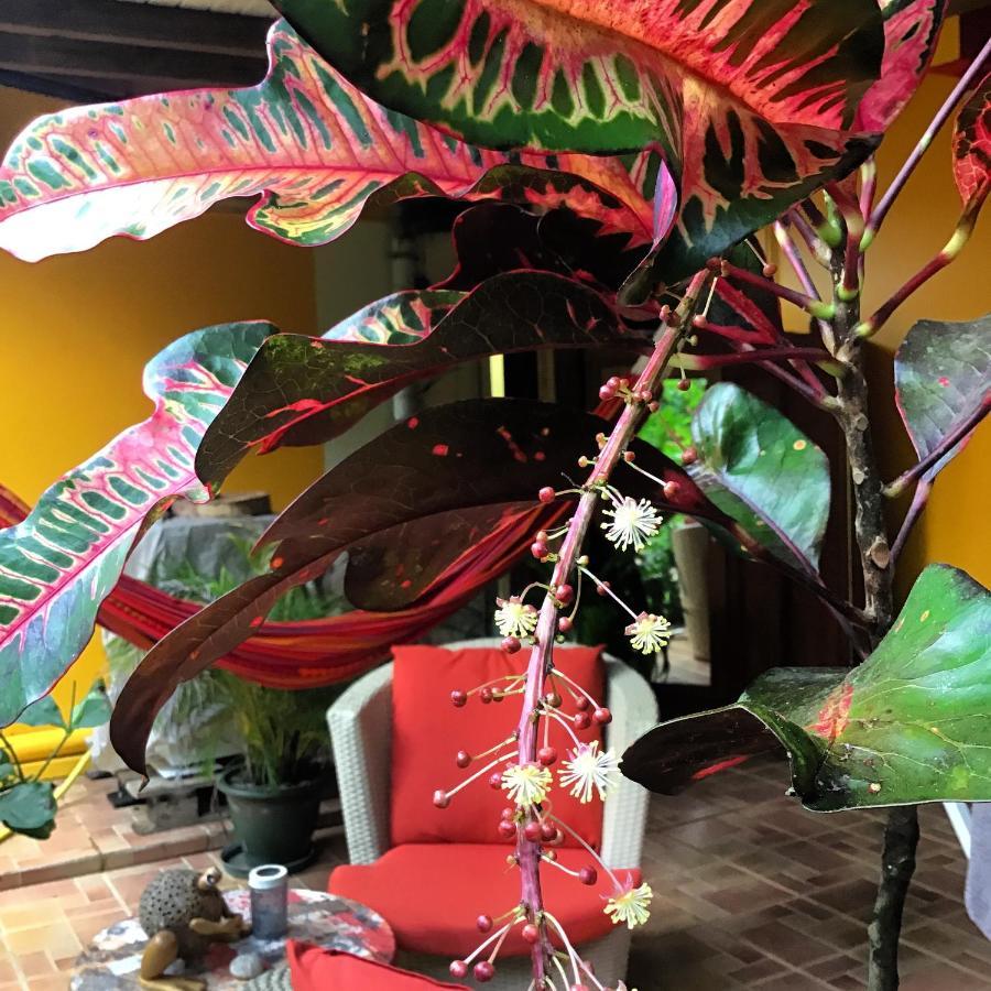 L'Ecomusee Creole De La Guadeloupe Sainte-Rose Exteriör bild