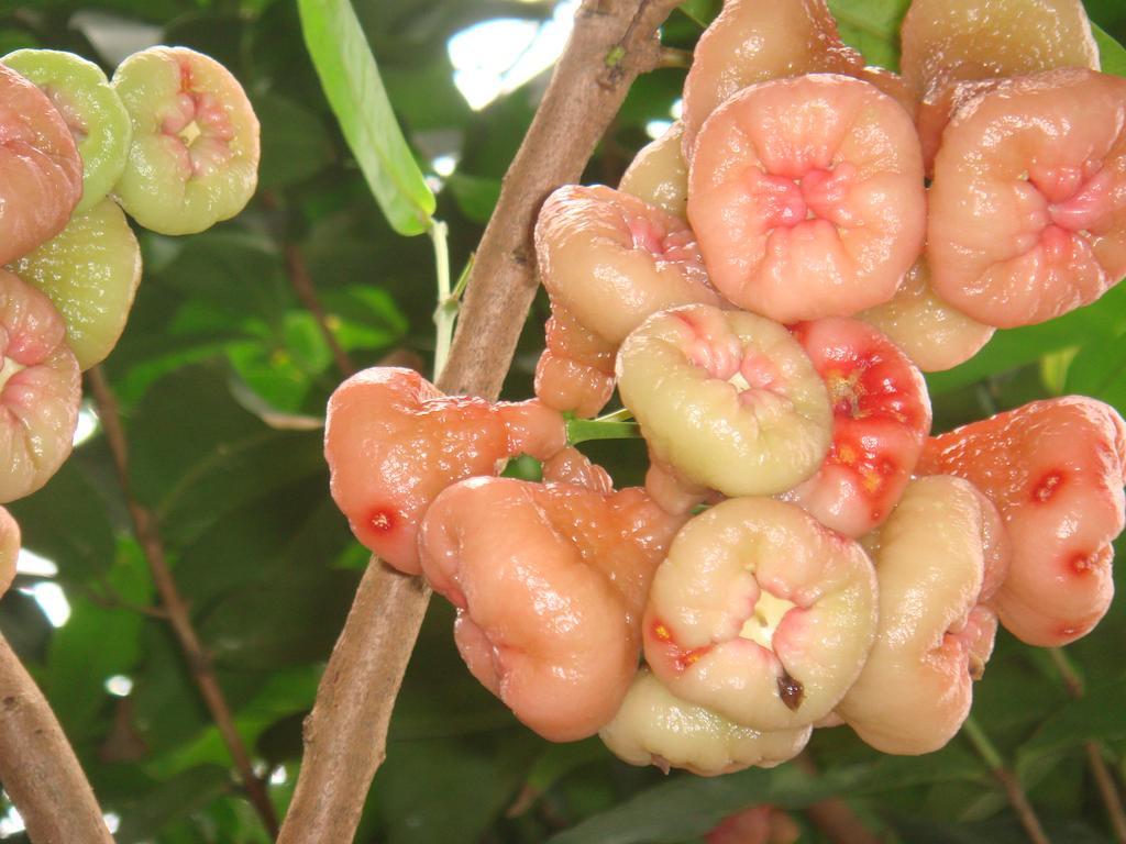 L'Ecomusee Creole De La Guadeloupe Sainte-Rose Exteriör bild