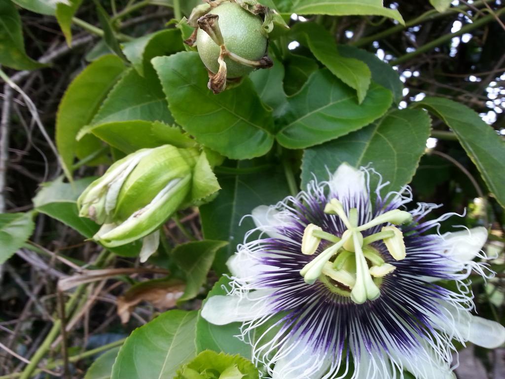L'Ecomusee Creole De La Guadeloupe Sainte-Rose Exteriör bild
