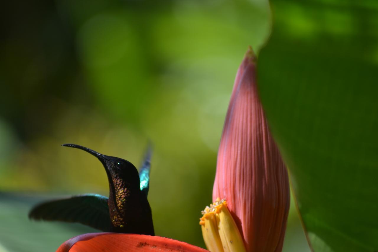 L'Ecomusee Creole De La Guadeloupe Sainte-Rose Exteriör bild